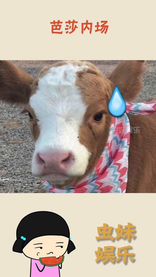 娱乐吃瓜酱的素材,吃瓜酱带你探秘明星幕后故事